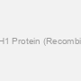 DDAH1 Protein (Recombinant)